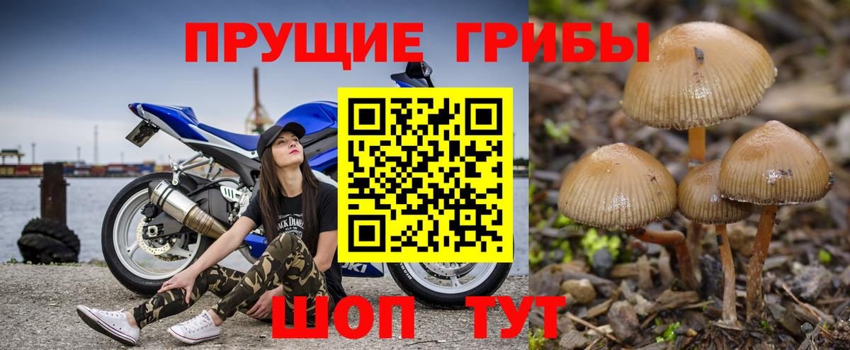 купить закладку  Псилоцибиновые грибы прущие грибы  Вход с VPN  Александров 